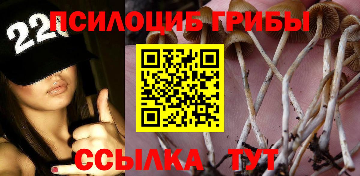 Нововоронеж  Псилоцибиновые грибы Psilocybe  Вход с VPN 